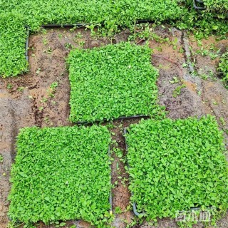 高度18厘米姬岩垂草
