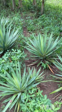 高度40厘米凤尾兰