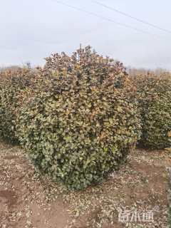 冠幅150厘米卫矛球