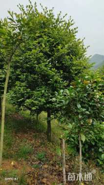 高度300厘米茶梅