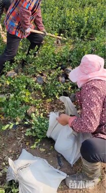 高度20厘米卫矛