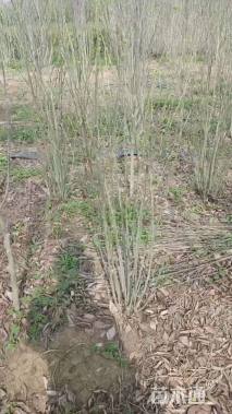 高度150厘米丛生紫荆