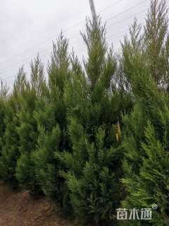 高度150厘米蜀桧