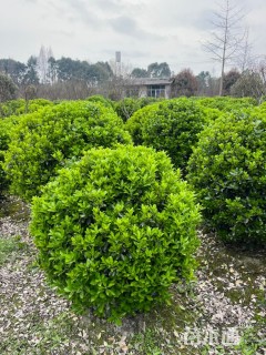 冠幅150厘米大叶黄杨球