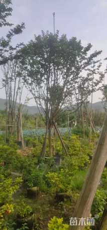 10公分小叶紫薇