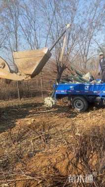 高度300厘米李子树