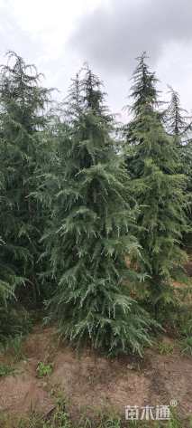 高度350厘米雪松