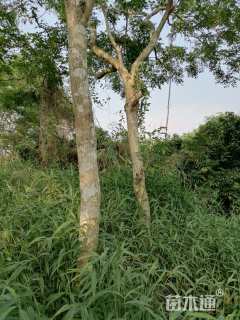 10公分海南黄花梨