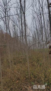 4公分楸树