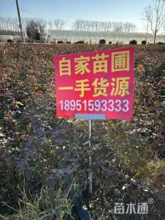 高度30厘米月季