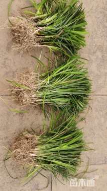 高度10厘米麦冬