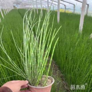 高度35厘米木贼