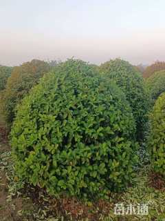高度150厘米欧洲荚蒾