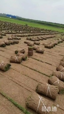 草卷状百慕大草