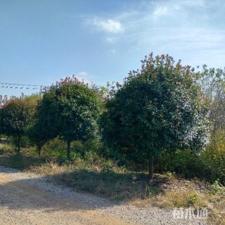12公分红叶石楠