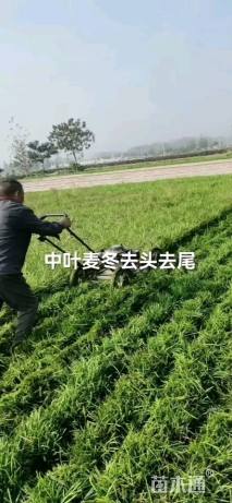 高度15厘米麦冬