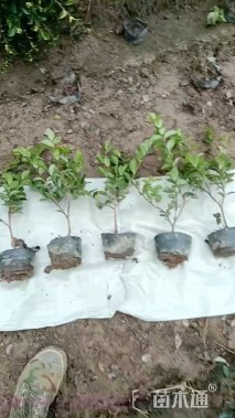 高度25厘米茶梅