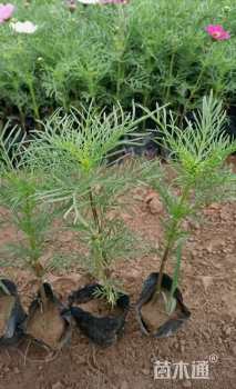 高度18厘米波斯菊