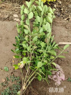 高度50厘米卫矛