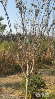 高度180厘米丛生紫荆