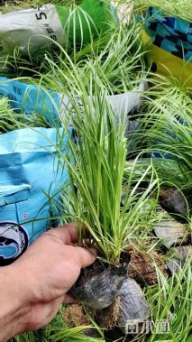 高度30厘米青绿苔草