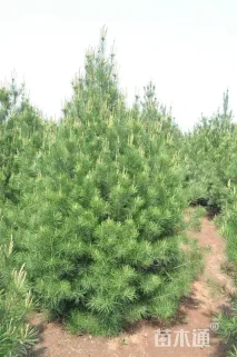 高度2000厘米白皮松