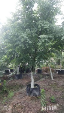 180公分樱花