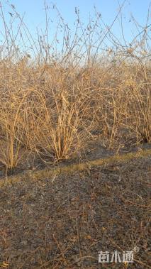 高度50厘米丛生紫薇