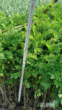 高度30厘米紫穗槐