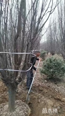 14公分紫叶李