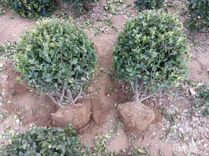 冠幅50厘米冬青球