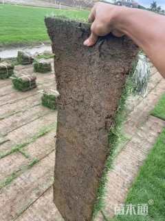 草卷状夏威夷草