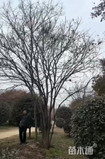 40公分丛生黄连木