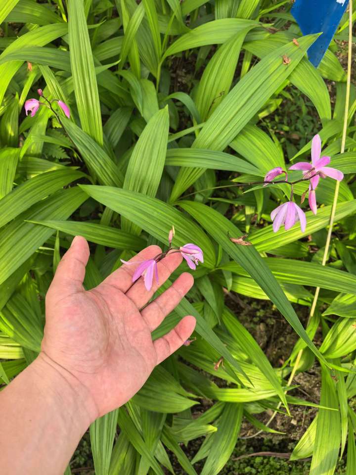 高度15厘米白芨