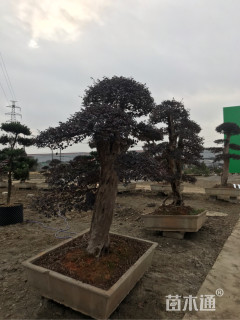 30公分造型红花继木桩