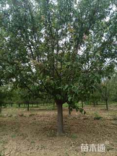 10公分绚丽海棠