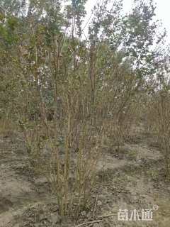 高度250厘米天鹅绒紫薇