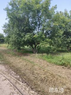 高度800厘米丛生元宝枫