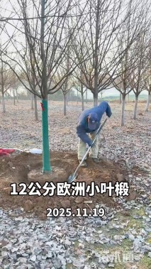 8公分欧洲小叶椴