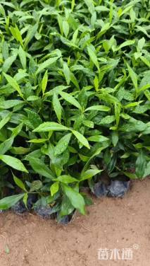 高度20厘米小叶栀子