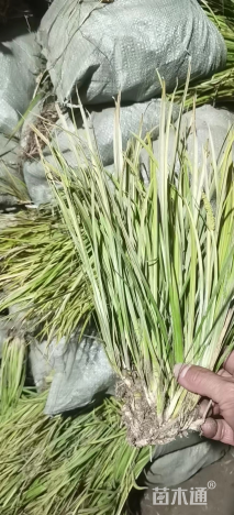 高度20厘米金叶石菖蒲