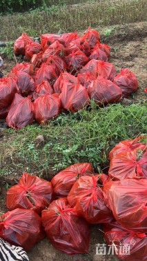 高度50厘米紫穗槐