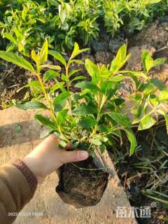 高度25厘米红叶石楠小苗