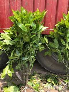 高度60厘米洒金珊瑚