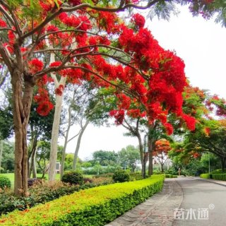 10公分凤凰木