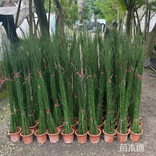 高度40厘米木贼