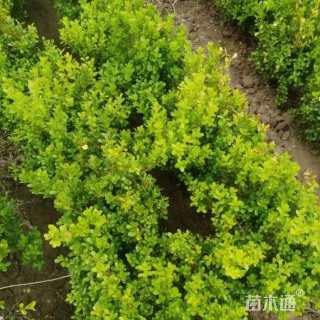 80厘米小叶扶芳藤