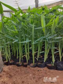 高度50厘米再力花