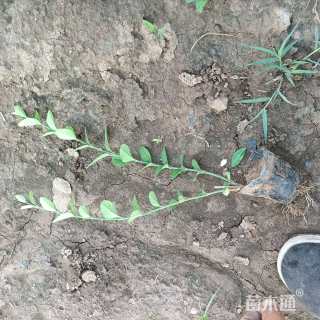 60厘米小叶扶芳藤