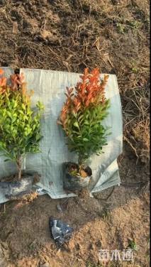 高度30厘米瓜子黄杨